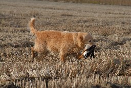 Dsc_7106.jpg