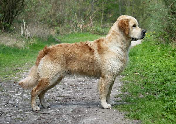 yukon of high hopes