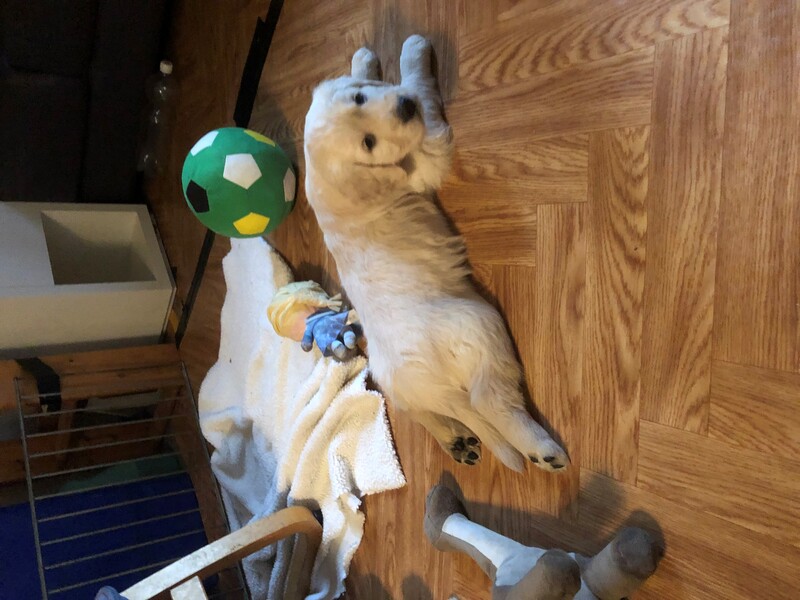 chiot.3.jpg