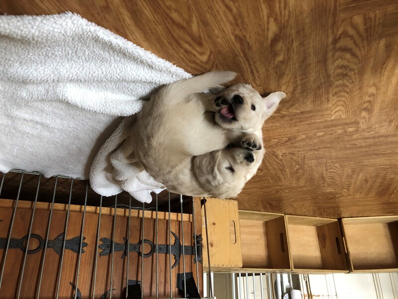 chiot4.3.jpg
