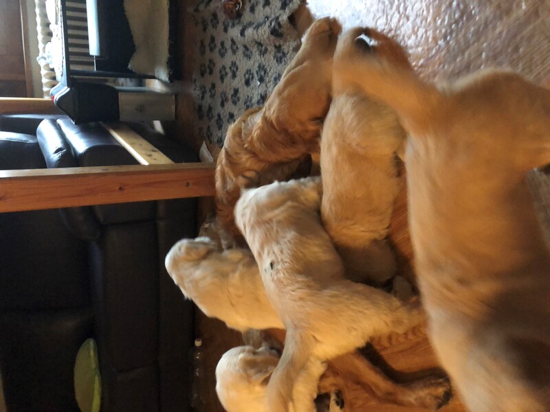 chiot6.5.jpg