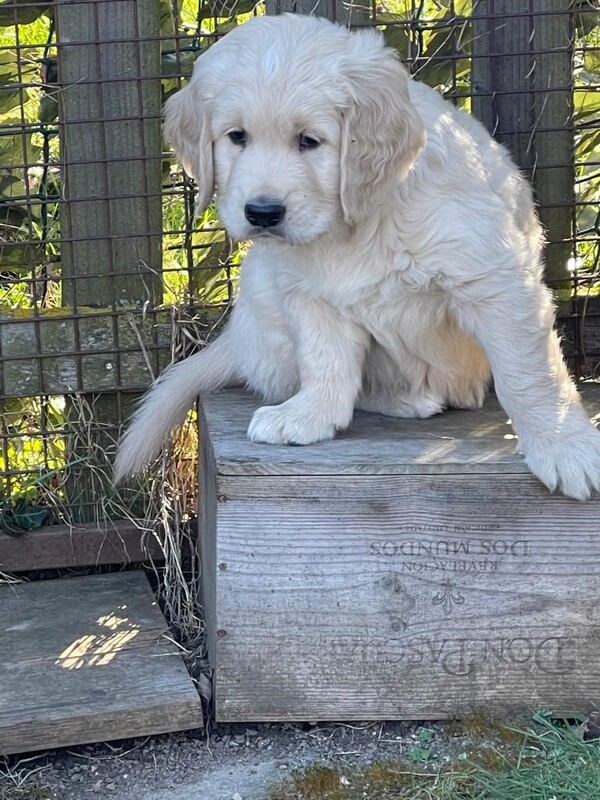 chiot7.1.jpg