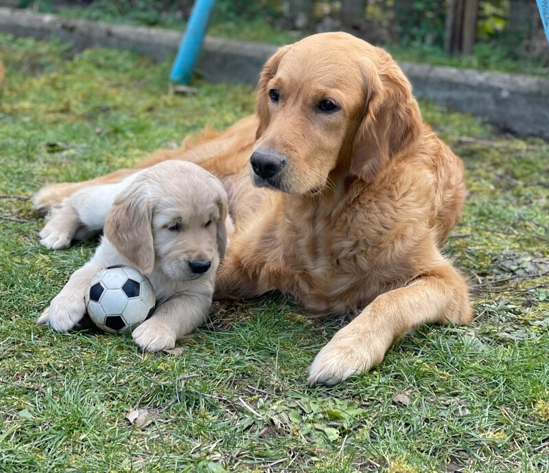chiot7.3.jpg