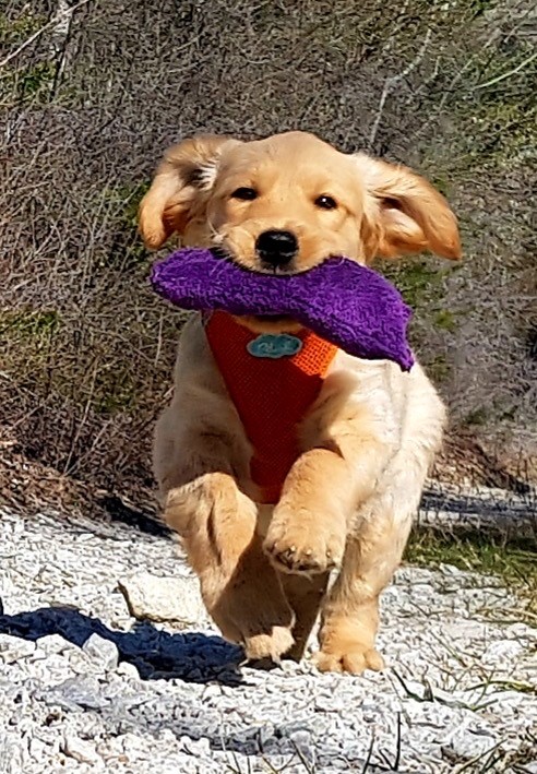 chiots3.jpg