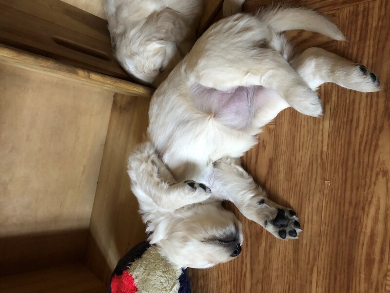chiots4.1.jpg