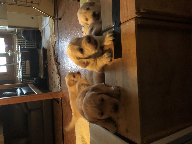 chiots4.2.jpg