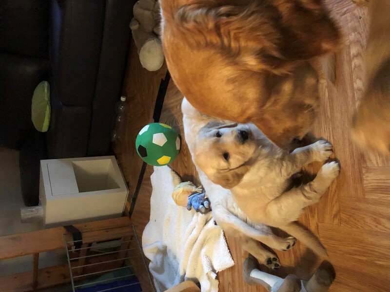chiots6.1.jpg